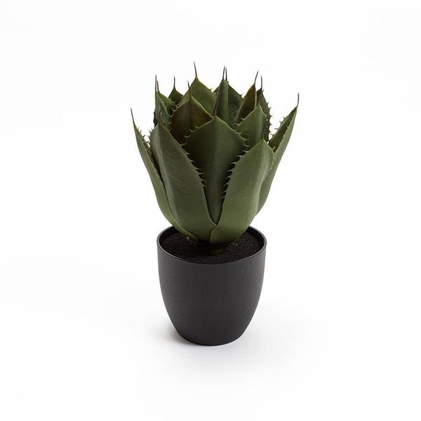 trouva.com | Agave Succulent Plant