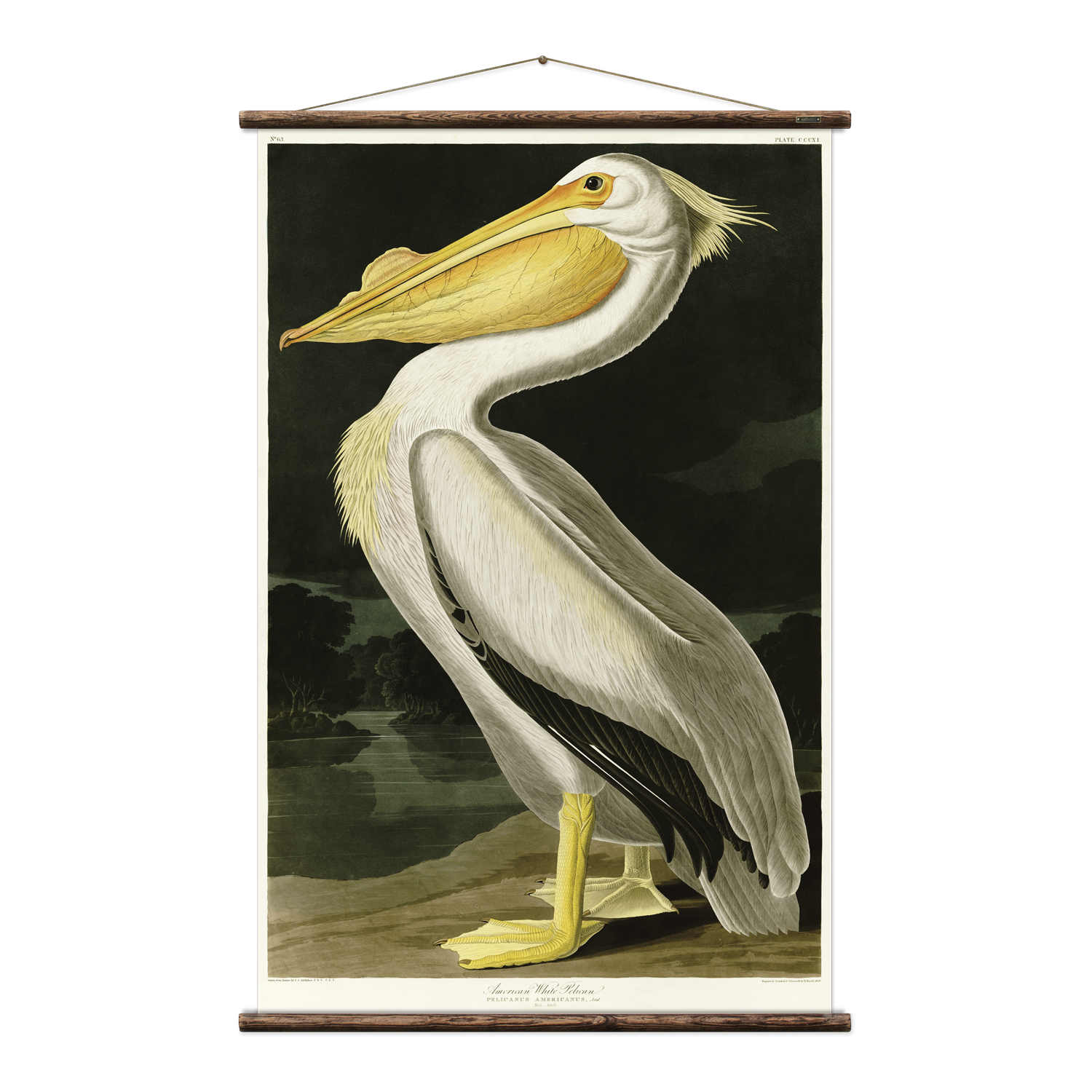Erstwhile American Pelican Wall Hanging