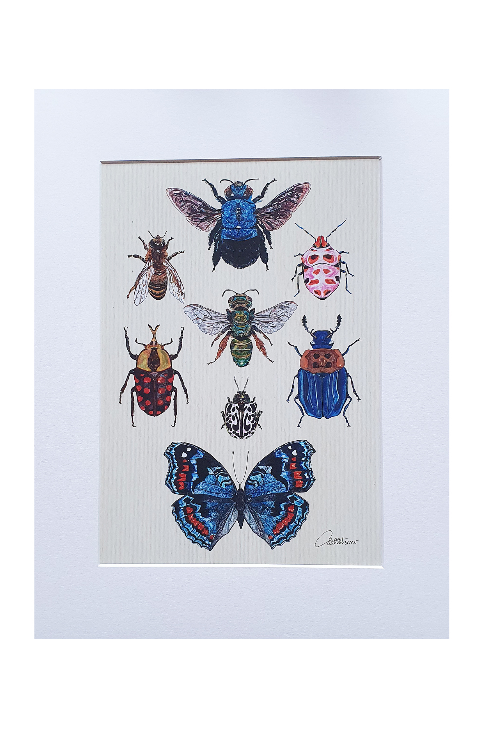 Canvasbutterfly Entomology II - Mounted Print Beetles and Butterflies