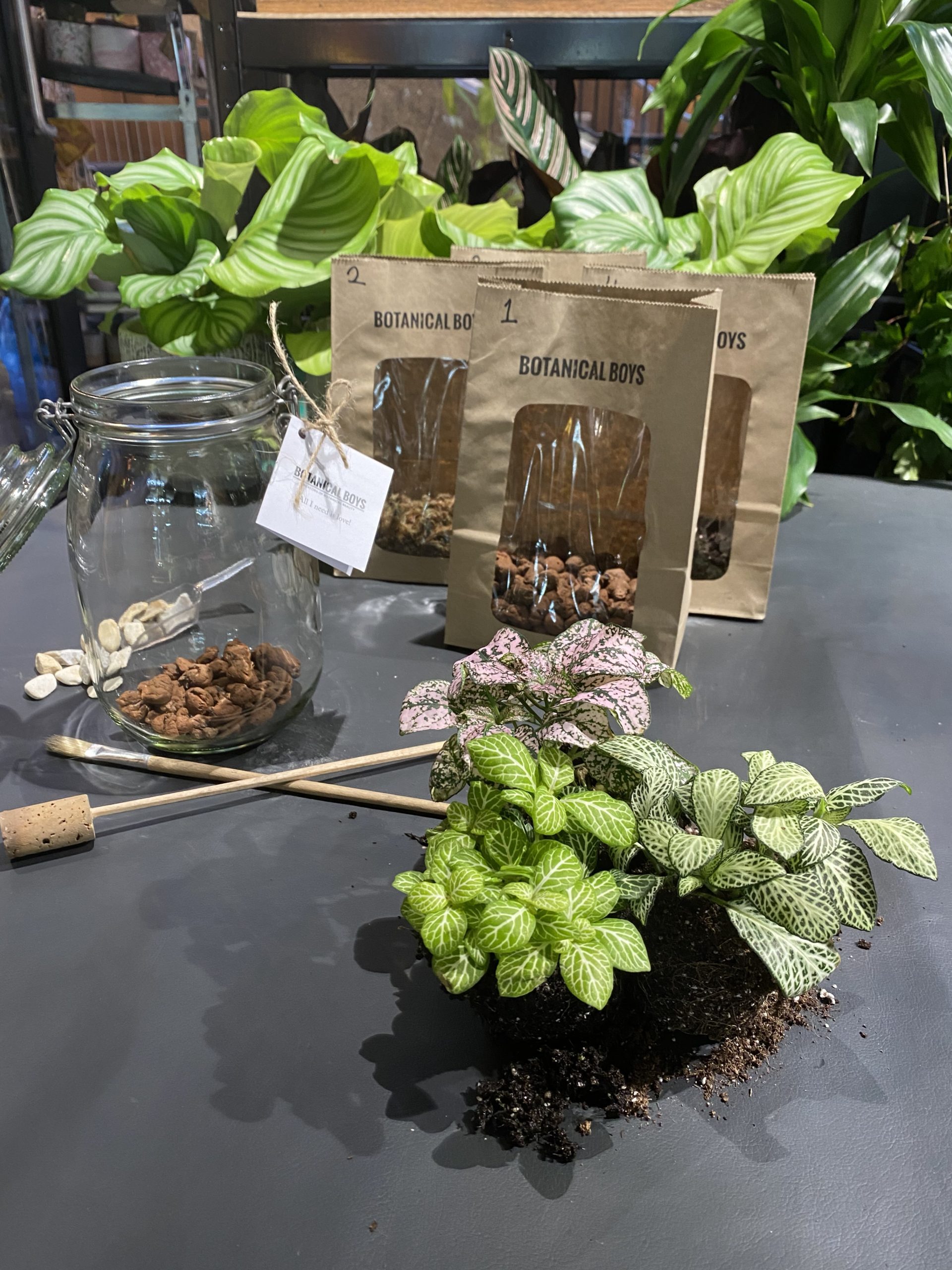 botanicalboysuk Terrarium Kit Ingredients Small No Glass