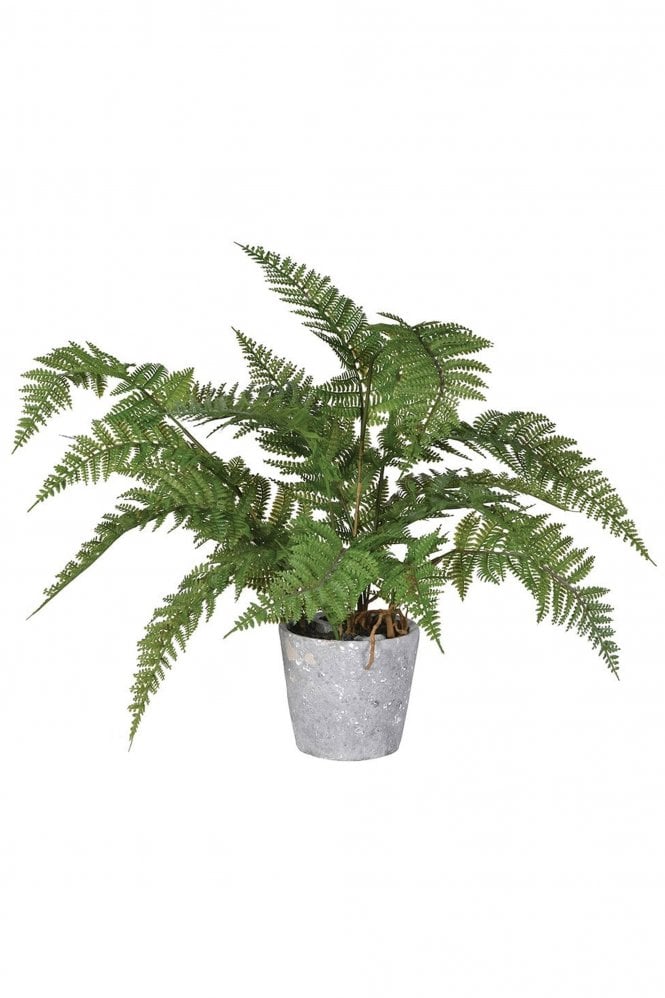 The Home Collection Bracken Fern Plant In Pot