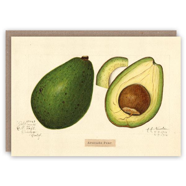 Vintage Science Card Avocado