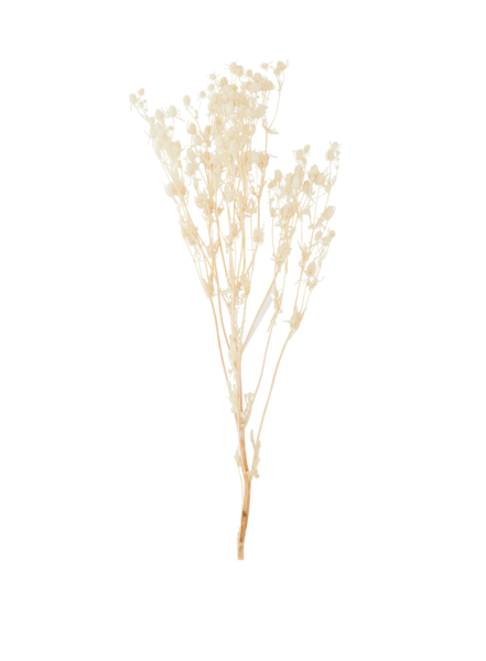 Dried Flower Eryngium