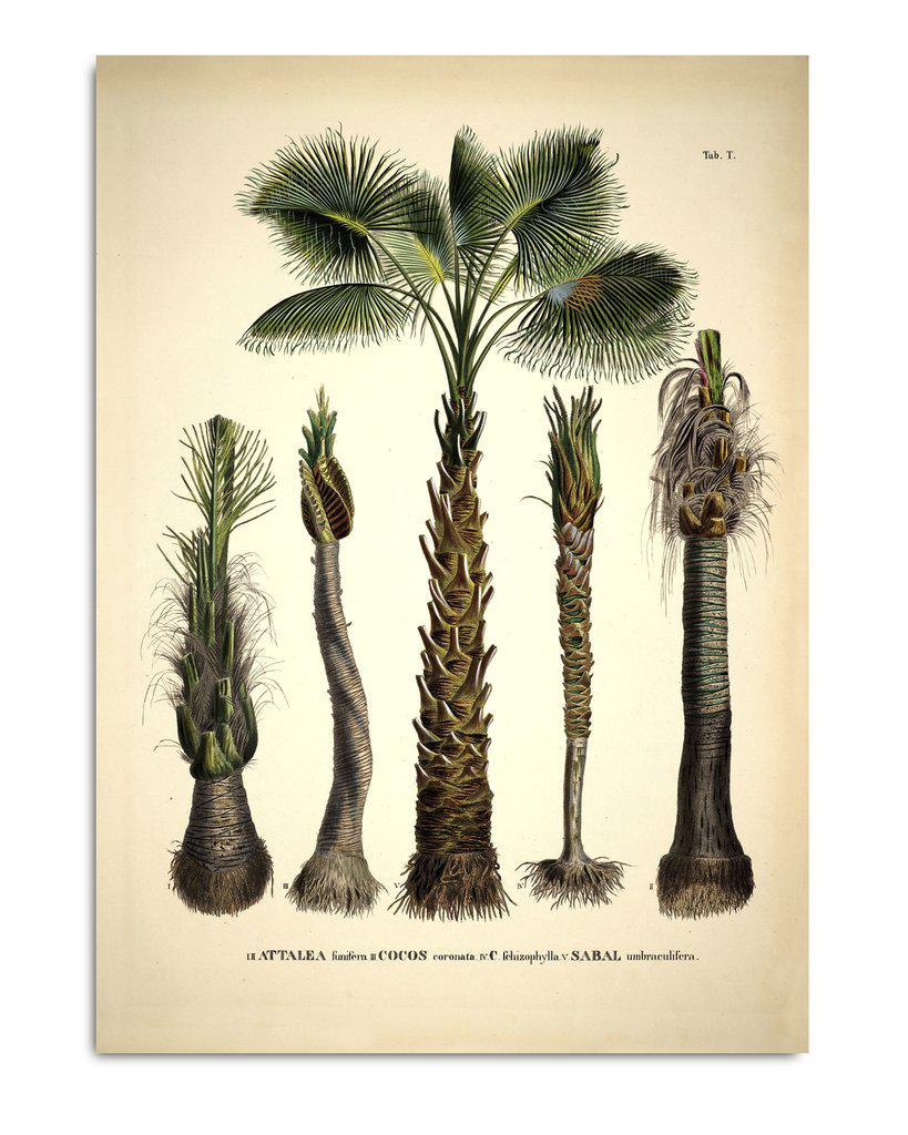 The Dybdahl Co. Botanical Palm Print 100 x 70 #3526