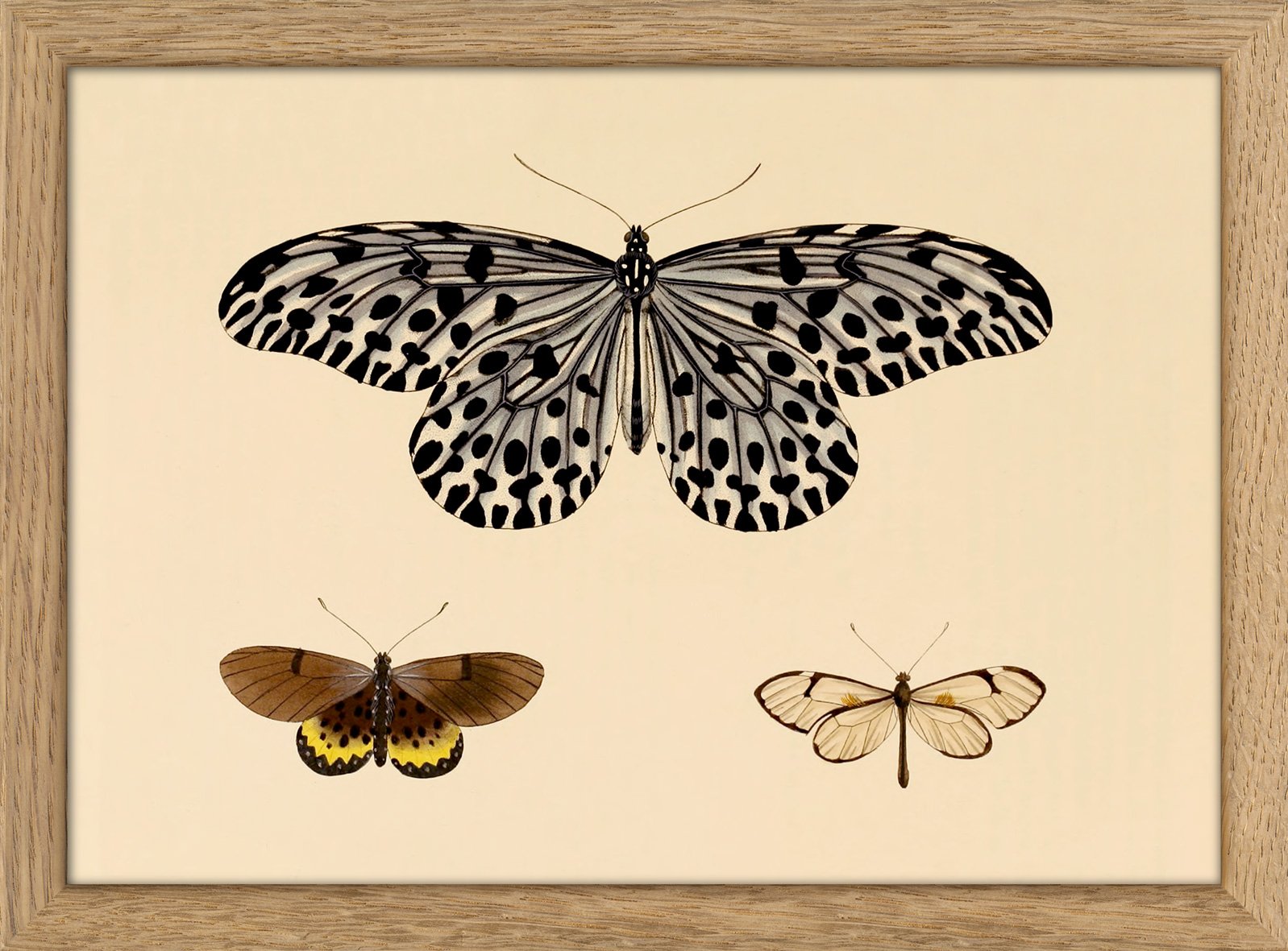 The Dybdahl Co. Soul Shaped Insects Print