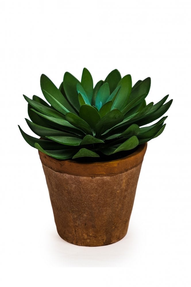 The Home Collection Faux Round Succulent In Terracotta Pot