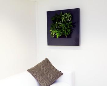 botanicalboysuk Anthracite Grey Self Watering Live Wall Picture Frame