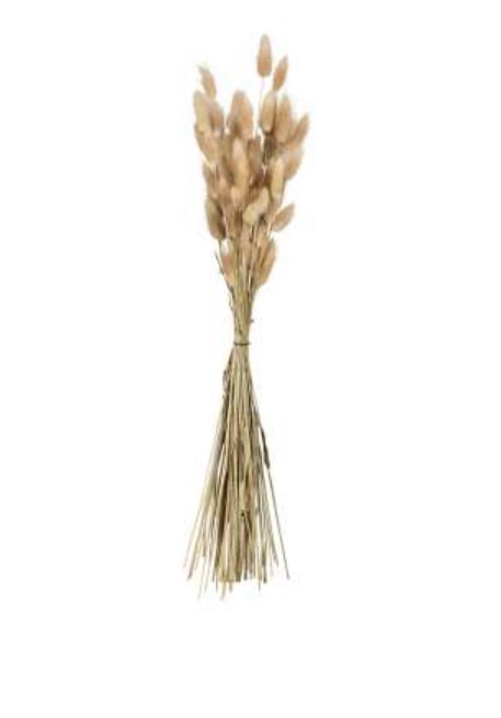 Jardin d'Ulysse Branch Beige  Dogtail Grass