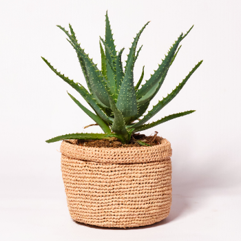 Forest Small Aloe Arborescens House Plant