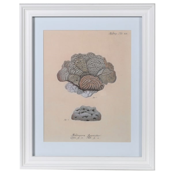 THE BROWNHOUSE INTERIORS Coral Agaricites Print in White Frame SHQ297