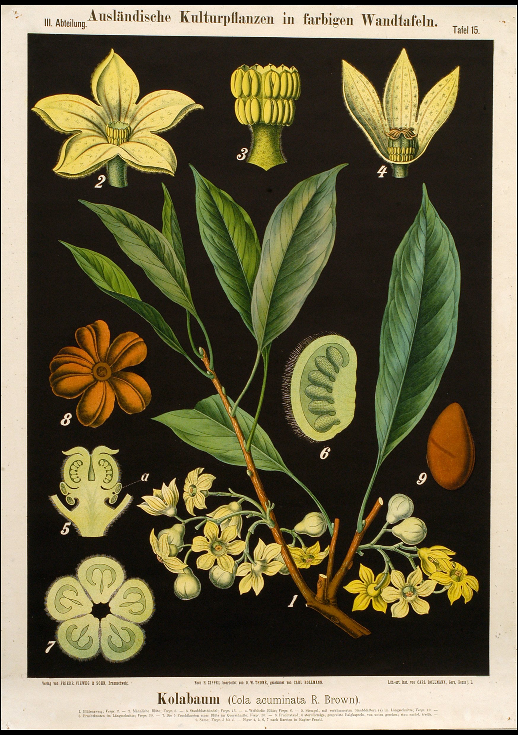 Cuemars A3 Botanical Print | Cola 'Acuminata' Tree