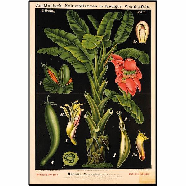 Cuemars A3 Botanical Print | Banana Tree Red Flower
