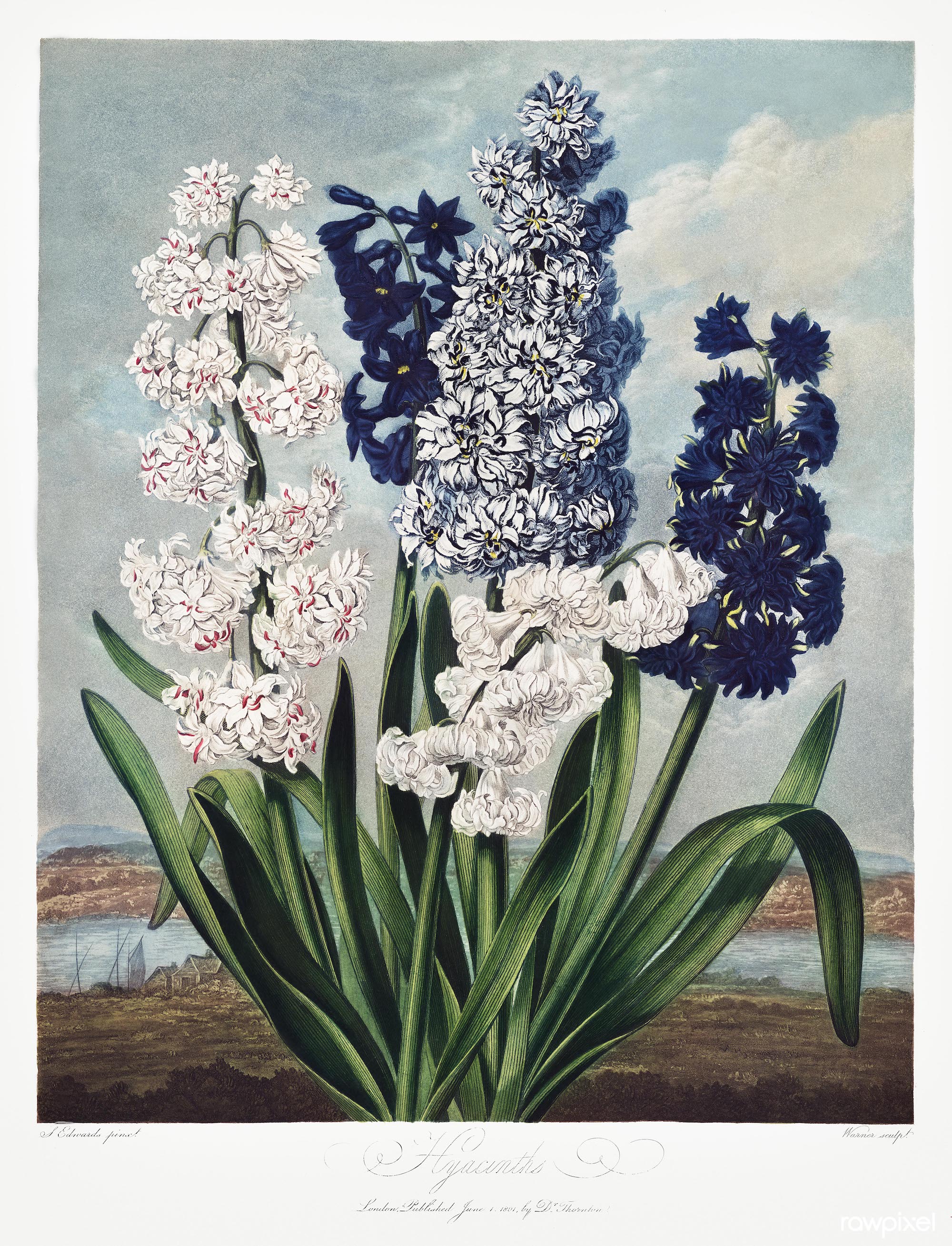Cuemars A3 Botanical Print | Hyacinths by Thornton