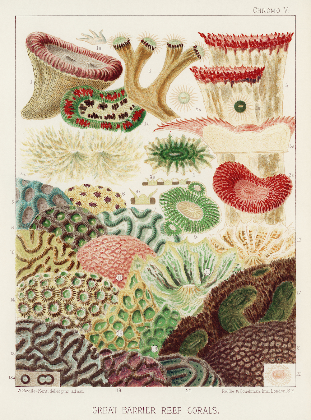 Cuemars A3 Botanical Print | Great Barrier Reef Study by William Saville-Kent