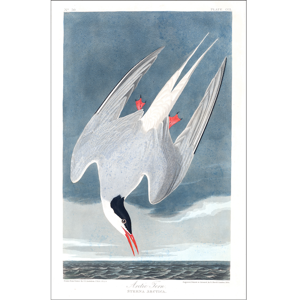 Cuemars A3 Vintage Bird Print | Arctic Tern by Audubon