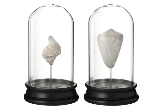 J-Line Assortment Of 2 Seashells Glass Cloche