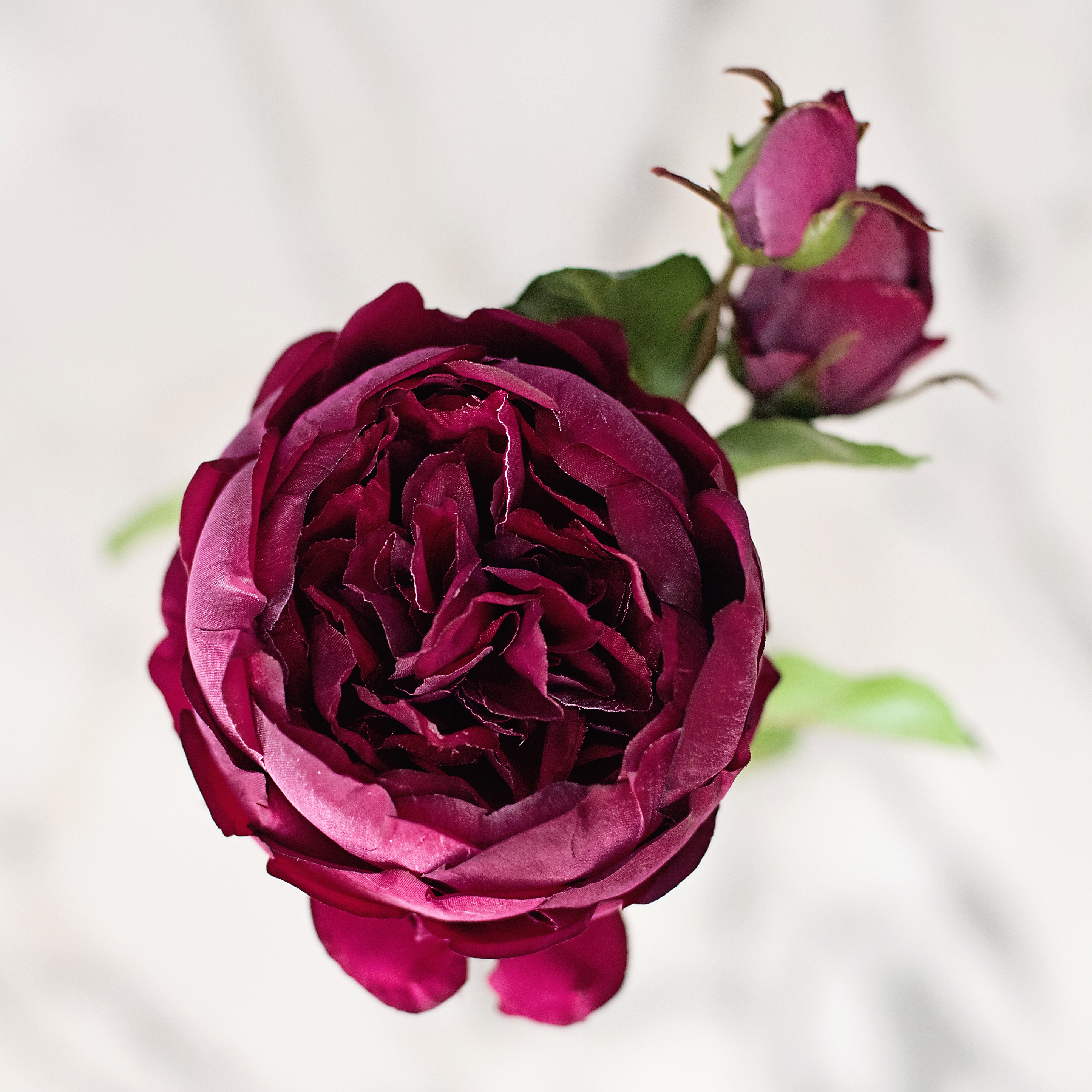 Or & Wonder Collection 57cm Burgundy English Rose