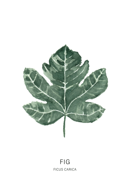 IVY GREEN Fig