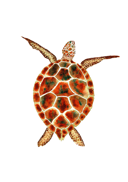 IVY GREEN Sea Turtle