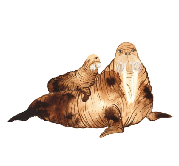 IVY GREEN Illustratie Walrus