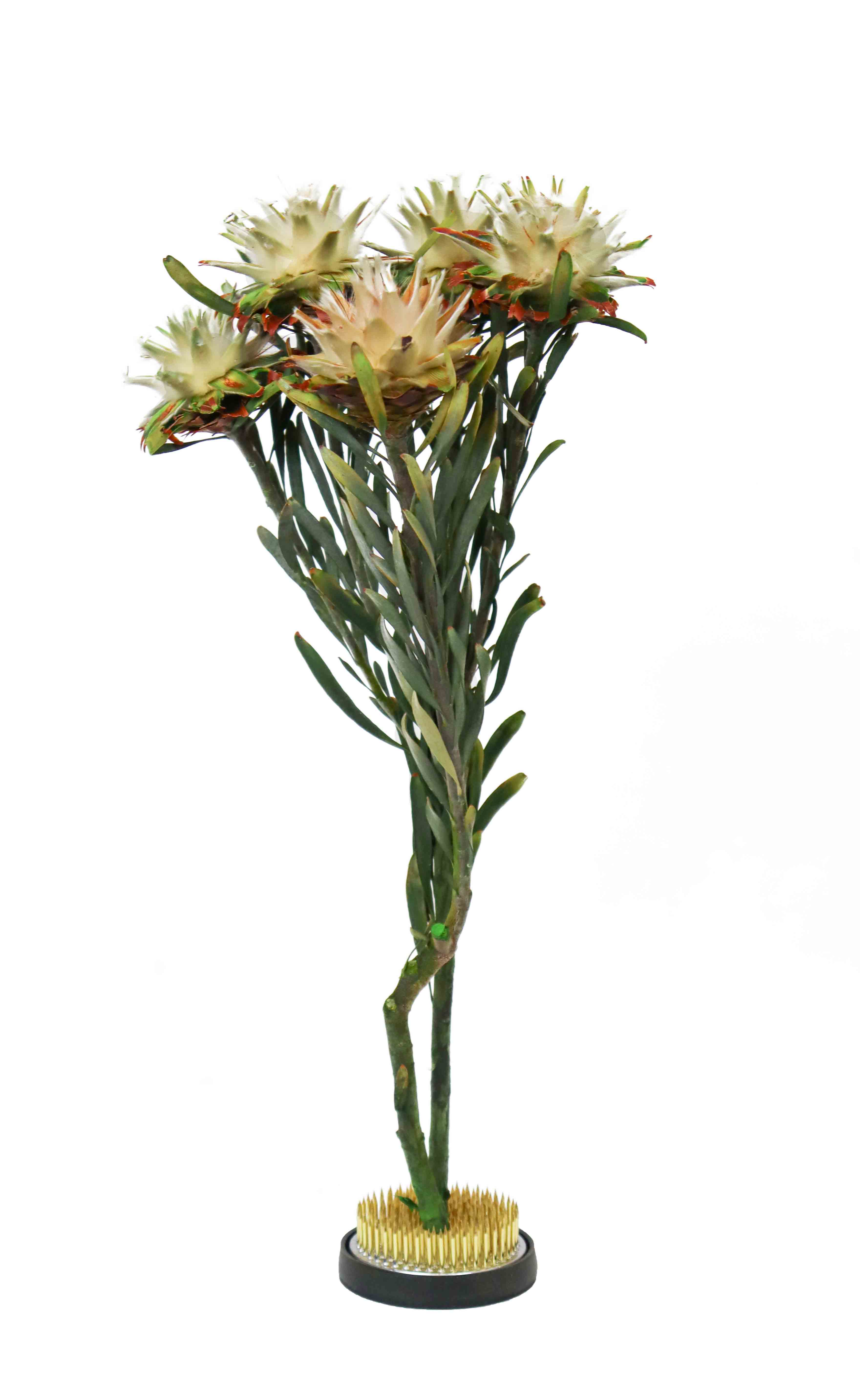 Cuemars Dried Flowers - Dried Plumosum Female Preserved Green Bunch