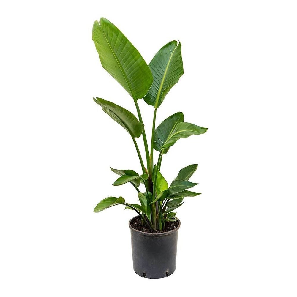 Trouva: Planta Strelitzia Nicolai de 70 x 17 cm