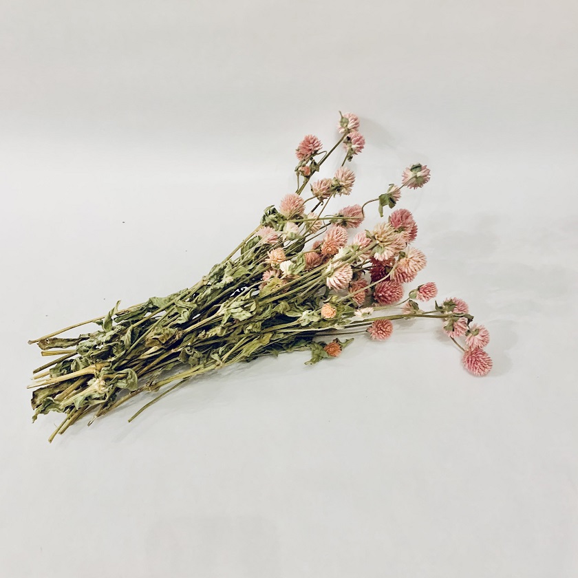 Dried Flowers, Gomphrena, Light Pink, Bunch