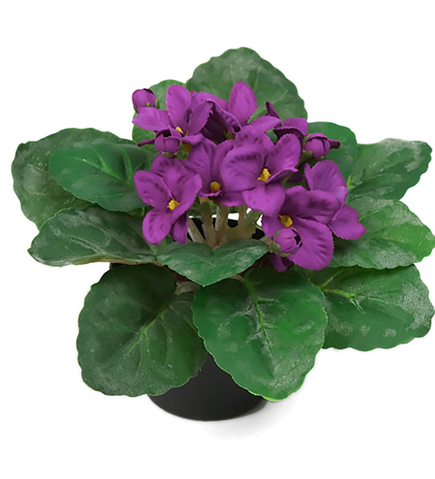 Mr Plant Purple St Paula Flowerpot