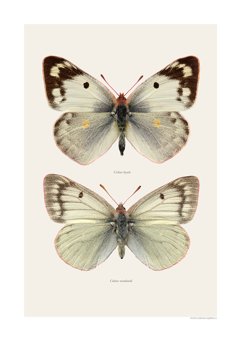 Liljebergs Macro Photography Pieridae White 