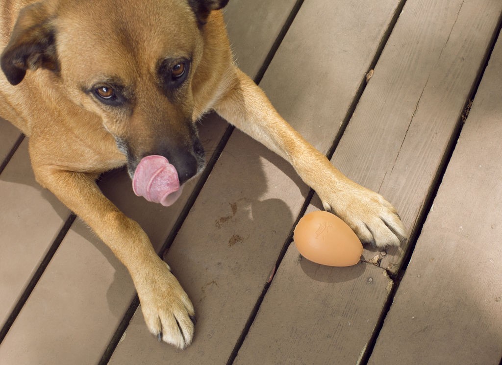 Kikkerland Egg Bounce For Dog