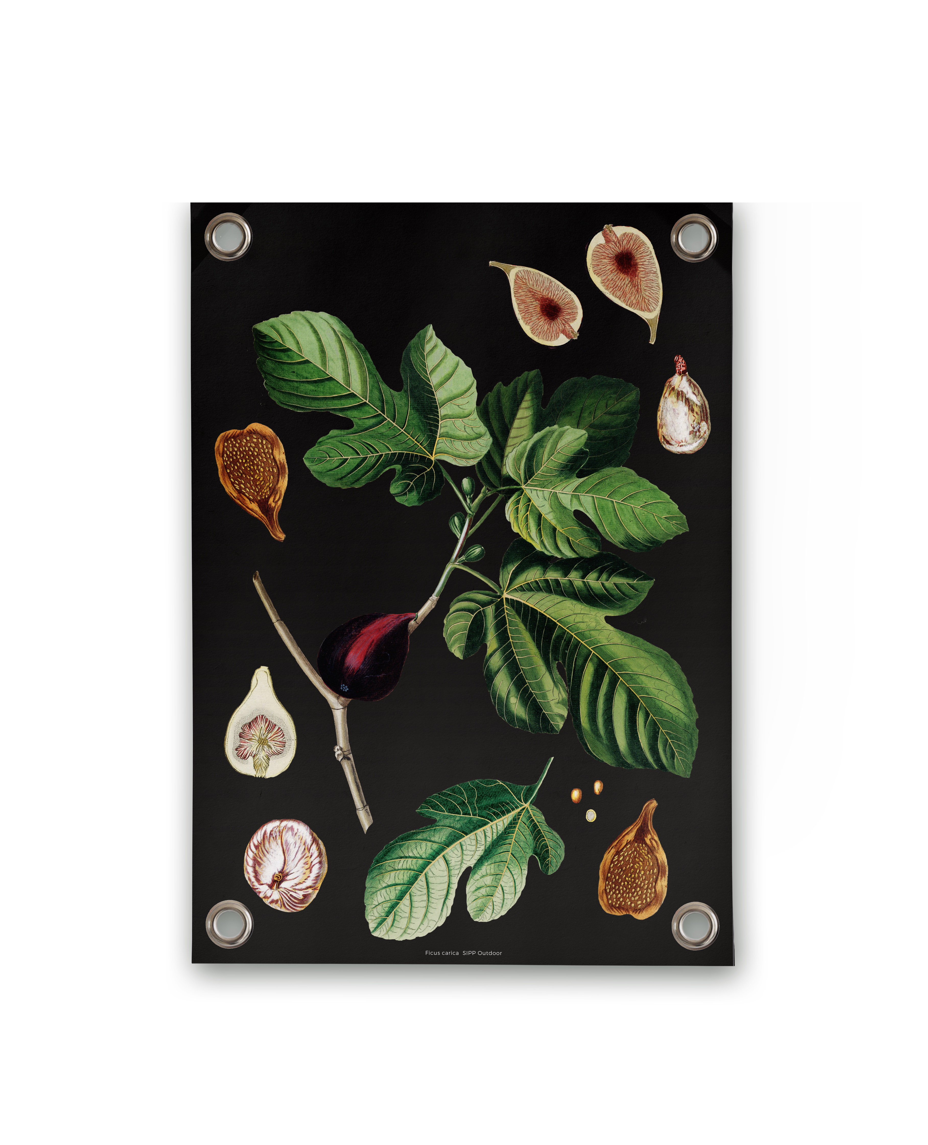Villa Madelief 50x70cm Botanical Figs Garden Poster