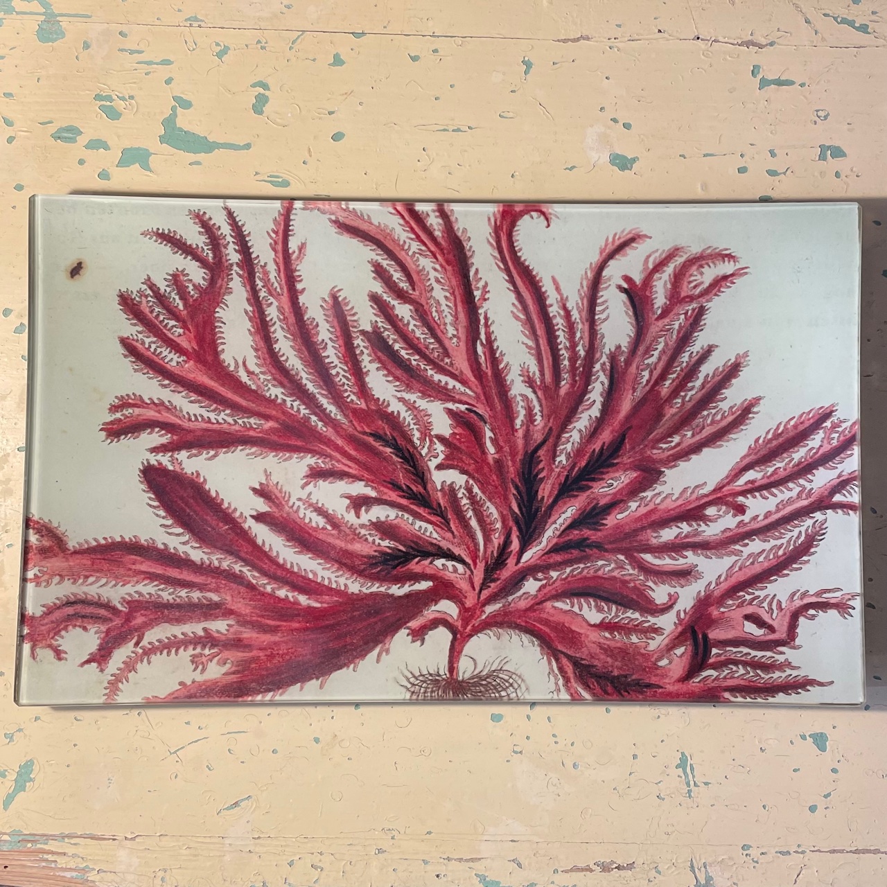 JOHN DERIAN Large Coral Decorative Tray