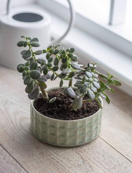 The Forest & Co. Sage Shallow Textured Planter