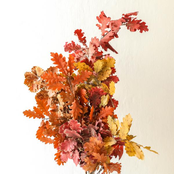 Berylune Bunch Of Preserved Oak Autumn Colours
