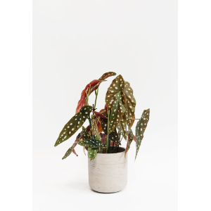 forest-begonia-maculata-house-plant