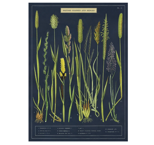 Cavallini & Co British Grasses & Sedges - Vintage Poster | 51 x 71cm