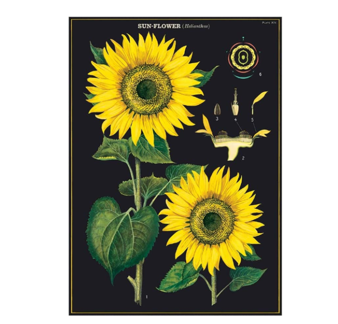 Cavallini & Co Sunflowers - Vintage Poster | 51 x 71cm