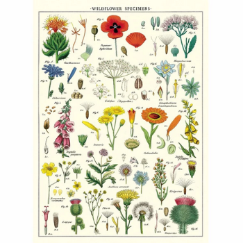 Cavallini & Co Wildflowers - Vintage Poster | 51 x 71cm