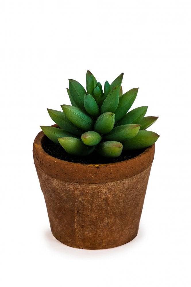 The Home Collection Faux Succulent In Terracotta Pot