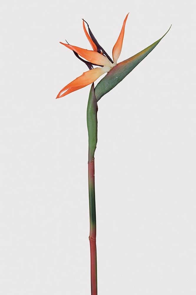 The Home Collection Orange Bird Of Paradise Flower