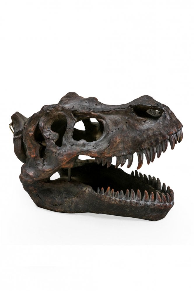 The Home Collection Large Tyrannosaurus Dinosaur Skull Wall Head