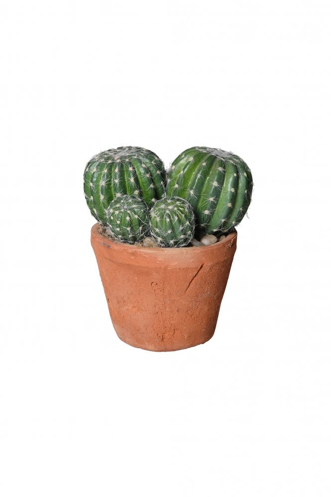 The Home Collection Barrel Cactus in Terracotta Garden Pot