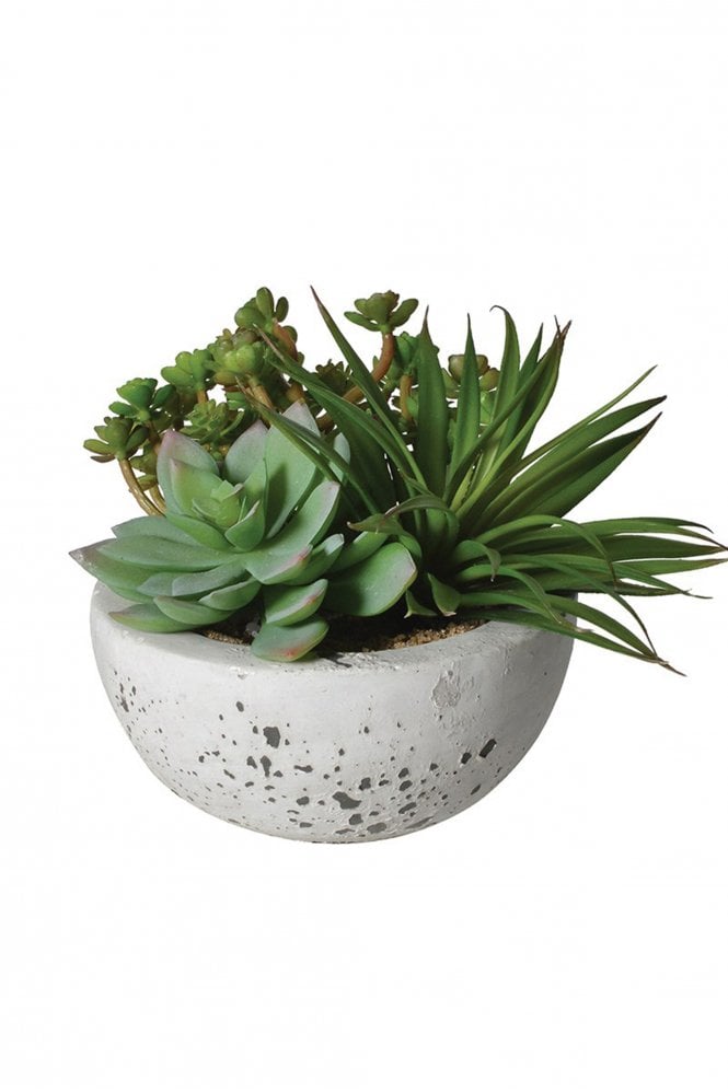 The Home Collection Assorted Green Succulents In Grey Cement Bowl