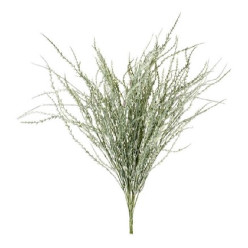 Parlane Wheatgrass Bush