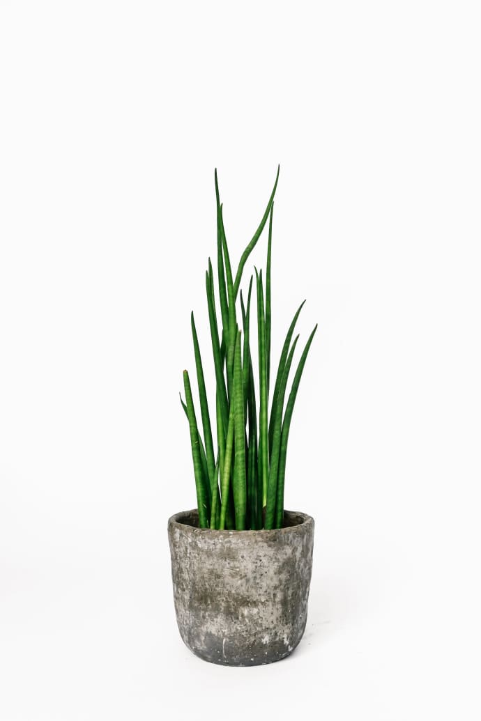 Forest Sansevieria Mikado House Plant