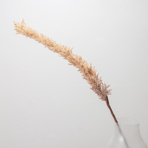 Pampas Grass On Stem Light Brown