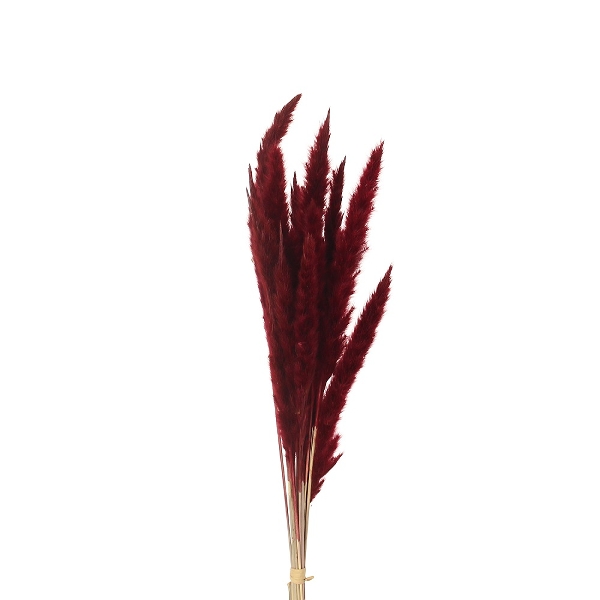 &Quirky Bunch of 15 Burgundy Fluffy Pampas Grass