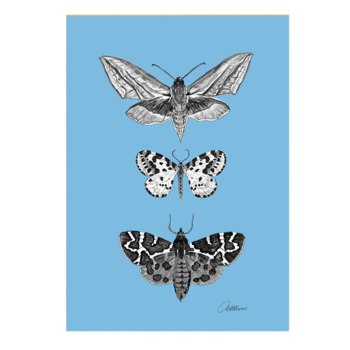 Canvasbutterfly Moths on Blue Mounted Print