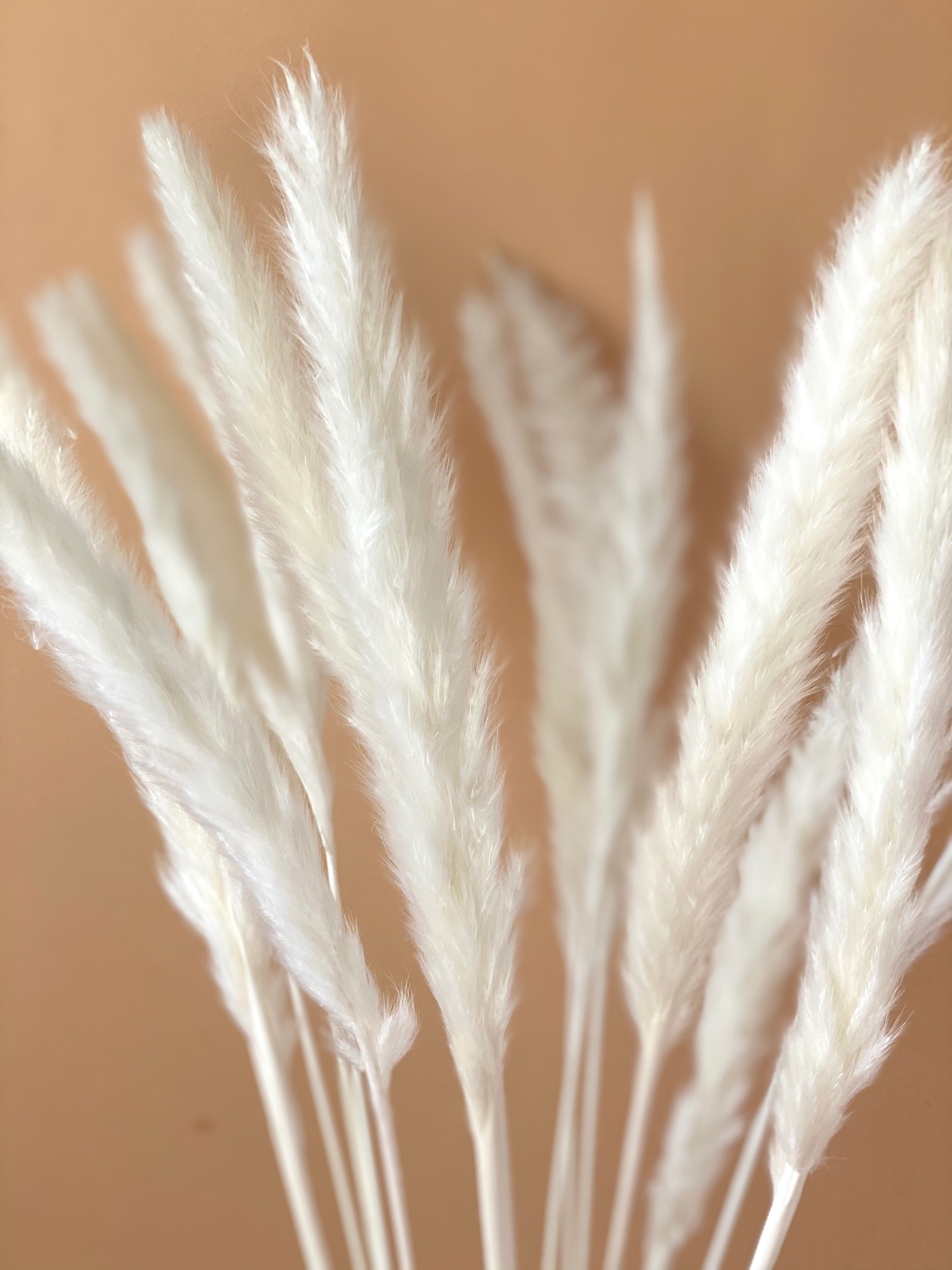 Mini White Pampas Bouquet