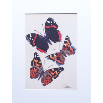 Canvasbutterfly Butterfly Mounted Print - Scarlet Butterflies